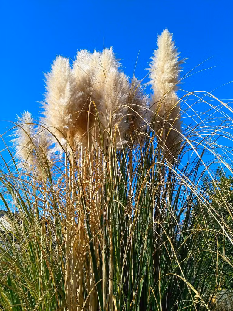 Erba della pampa americana 1 pezzo P9 20-50 cm Cortaderia selloana Bianco