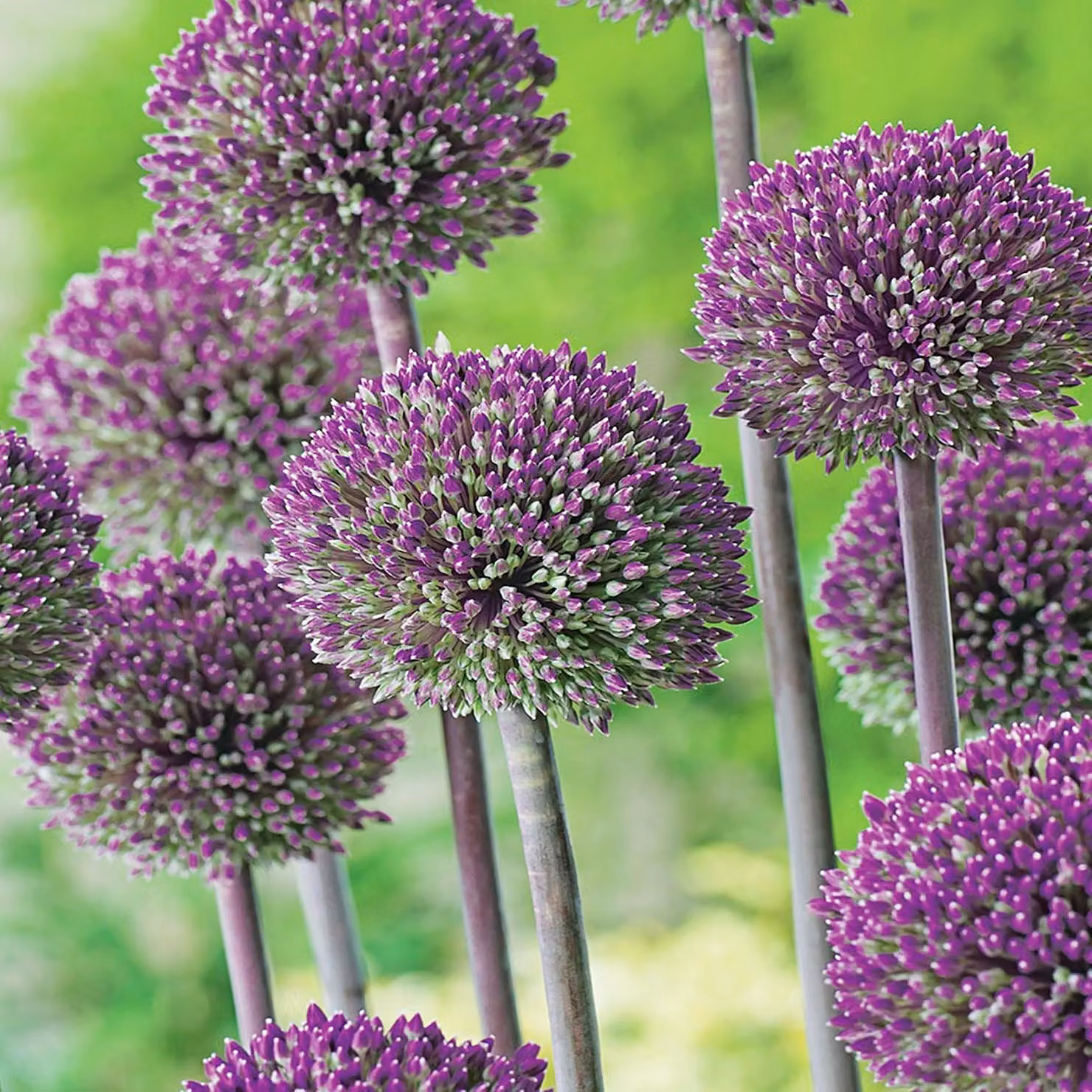 Bulbi da fiore Bulbi Porro ornamentale Allium Summer Drummer 1 pz.