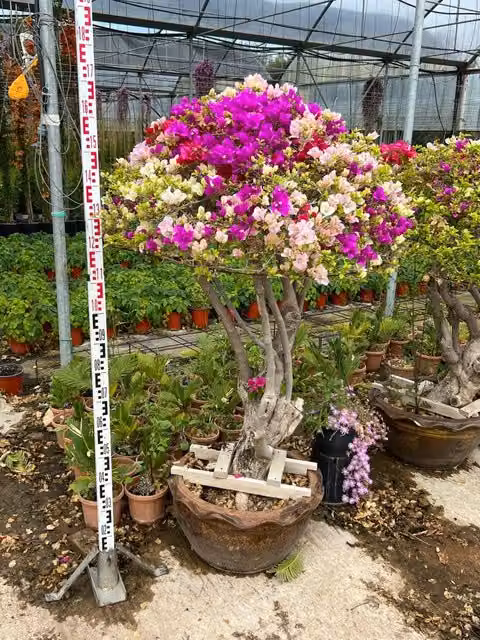 Bougainvillea Vivaio Garden Forest Arbusto Rampicante Multicolore in Vaso per Esterno e Interno