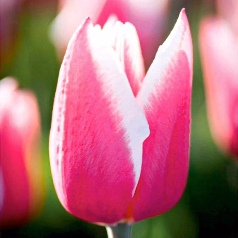 Tulipani Bulbi di fiori Bulbi di fiori Tulipani Chacha 5 pz.