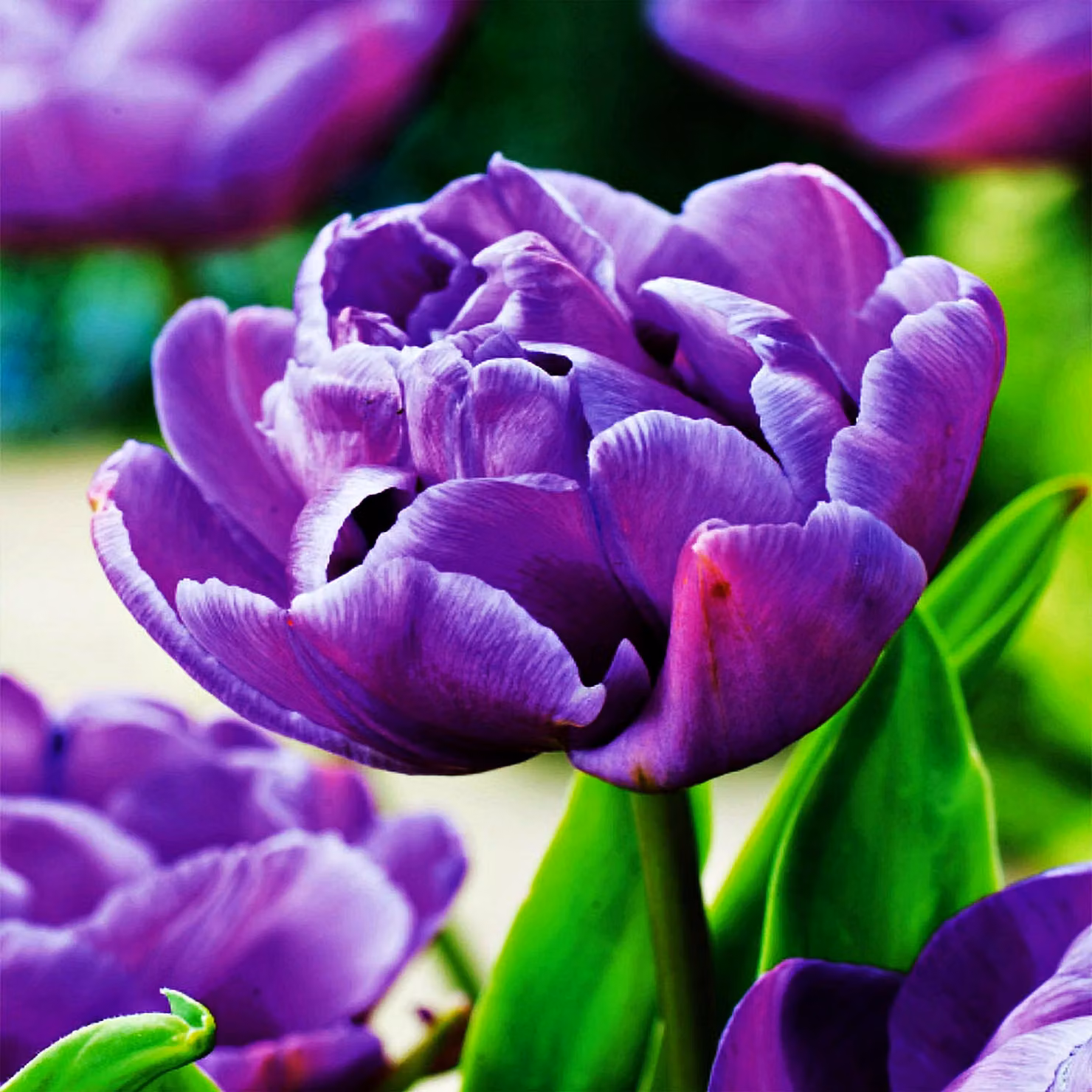 Tulipani Bulbi Fiori Tulipano doppio Diamante blu 5 pz.