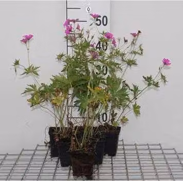 6 x Geranium hybr. 'Patricia' - Cranesbill - vaso 9 x 9 cm