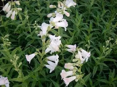 6 x Penstemon hybr. 'White Bedder' ('snowstorm') - Filo di barba - Vaso 9 x 9 cm