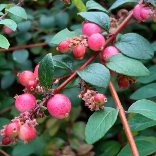2 piante di "Niedrige Purpurbeere" (Symphoricarpos chenaultii 'Hancock'), altezza 30-40 cm, in vaso