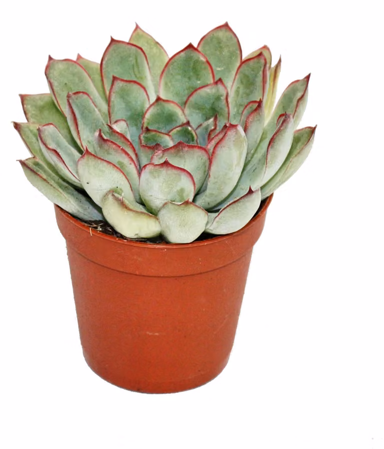 Echeveria pulidonis - piccola pianta in vaso da 5,5 cm