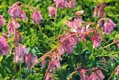 6 x Dicentra formosa - Cuore di lacrima - Vaso 9 x 9 cm