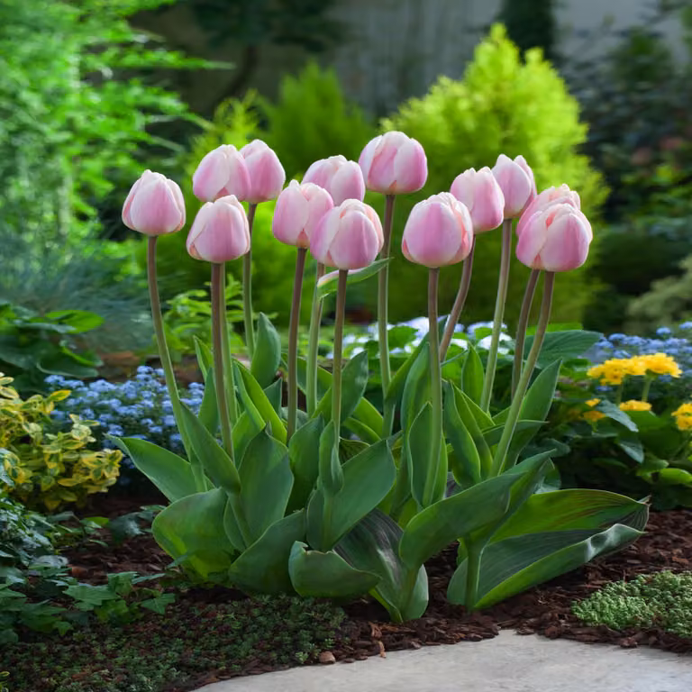 Tulipani Bulbi Fiori Darwin Tulipano Albicocca Delizia 5 pz.