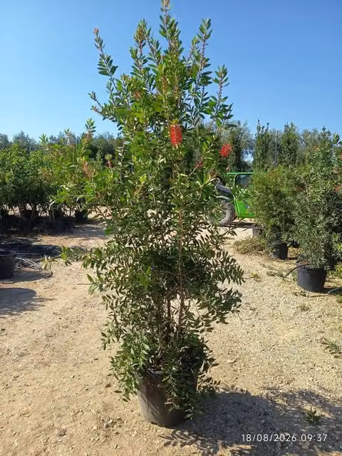 Callistemon Citrinus Splendens Arbusto Ornamentale da Esterno di Vivaio Garden Forest, Colore Rosso e Verde