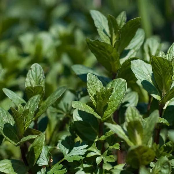 6 piantine di menta piperita | Vaso da 9x9 cm