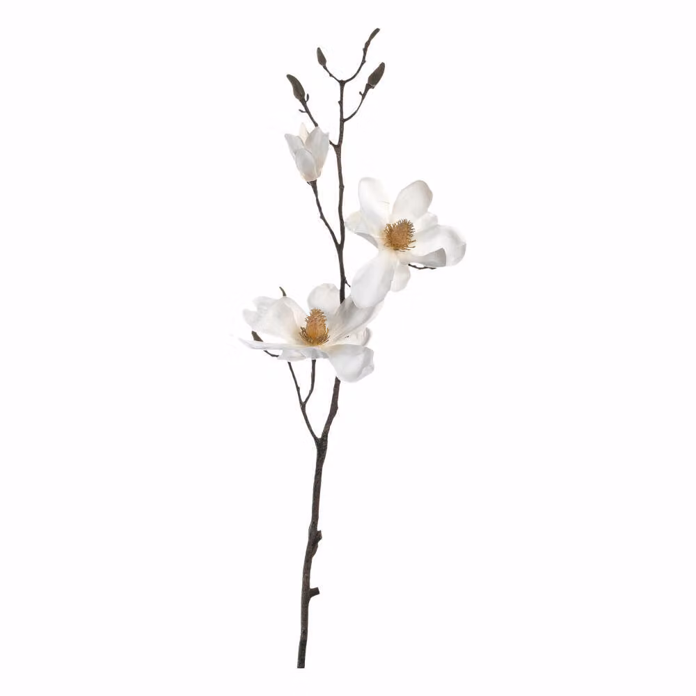 Magnolia 80 bianco Fiore