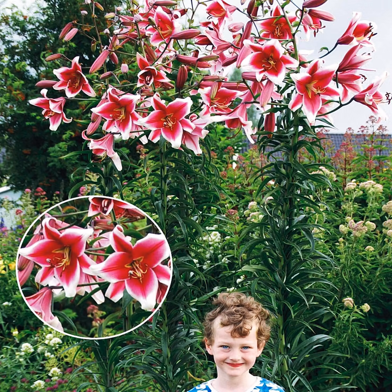 Gigli Bulbi da fiore Fiori Giglio d'albero Friso 1 pz.
