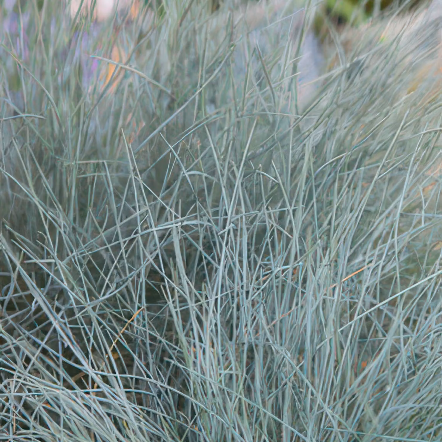 Festuca glauca 'Elijah Blue' 10-25cm, Ø9cm, 6 piante, erba ornamentale giardino