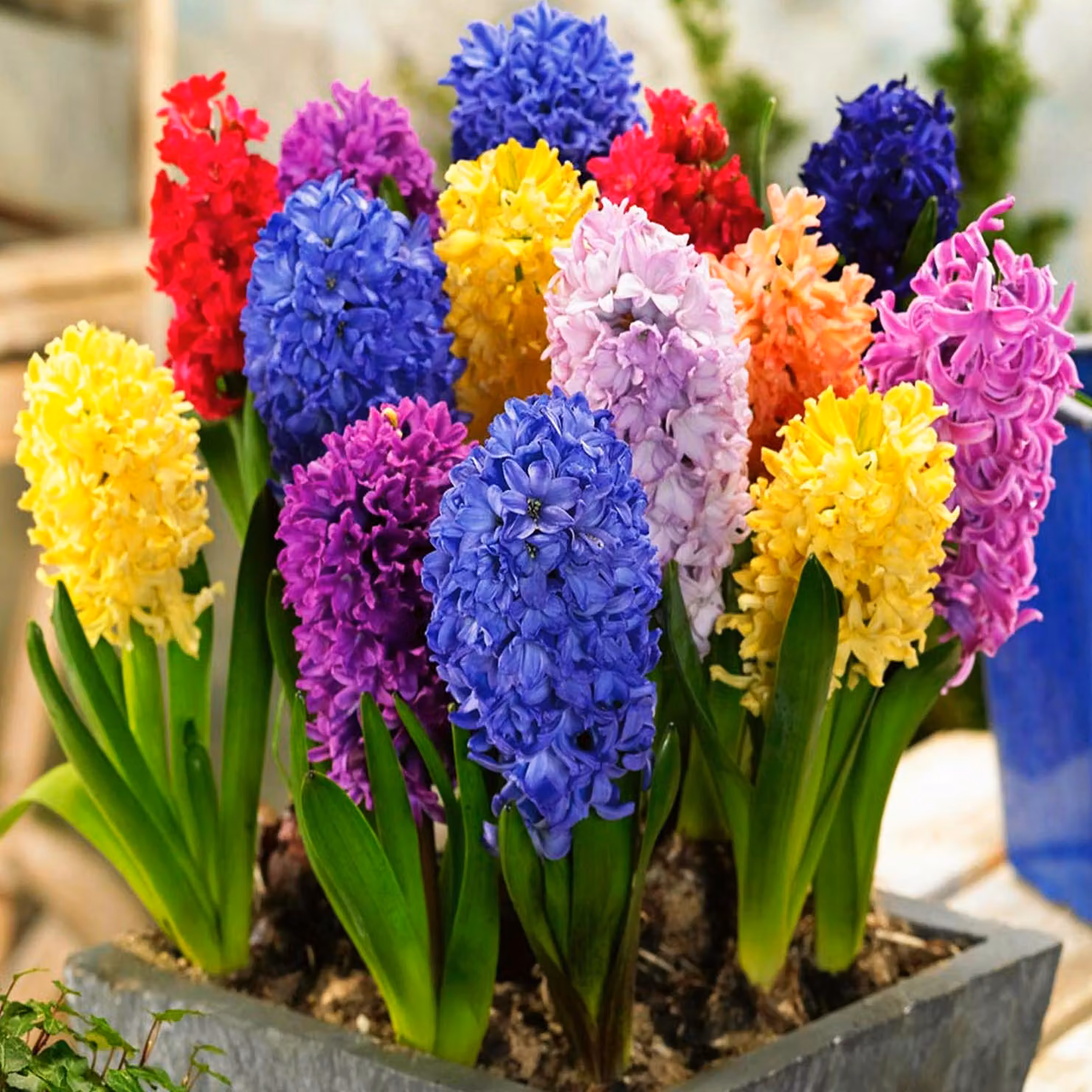 Bulbi di fiori di giacinto Bulbi di fiori di giacinto Mix 5 pz.