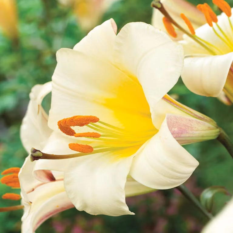 Gigli Bulbi da fiore Fiori Giglio trombetta Bianco Planet 1 pz.