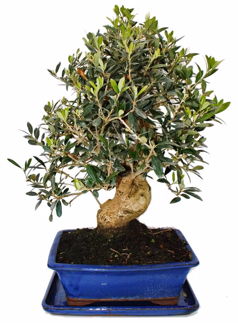 Bonsai - Solitario - Olivo - Olivo - Olea europaea - circa 17 anni - circa 50-55 cm di altezza