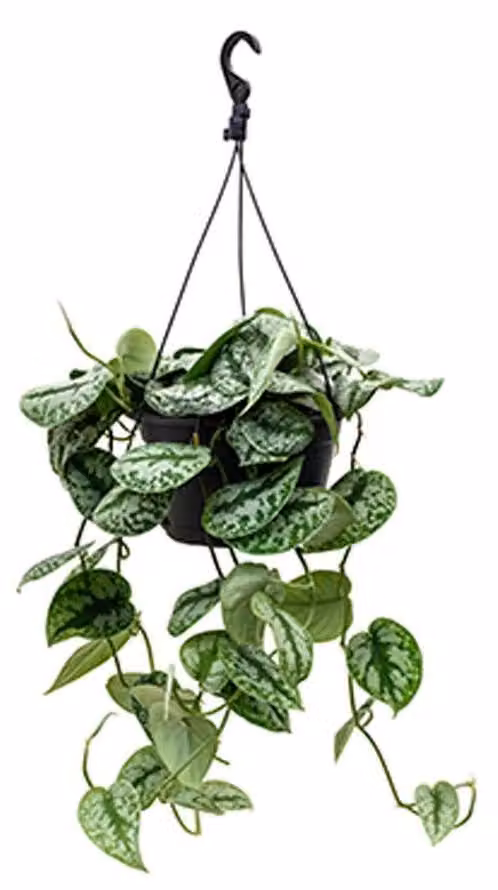 Piante rampicanti - Scindapsus pictus 'Trebie' Ampel ca. 40 cm - Piante verdi