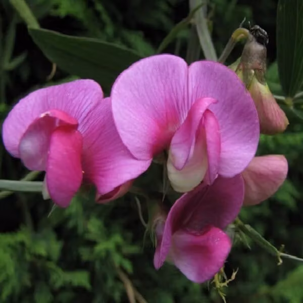 6 piante di Lathyrus latifolius 'Red Pearl' (Fagiolo rampicante 'Red Pearl') | Vaso da 9x9 cm