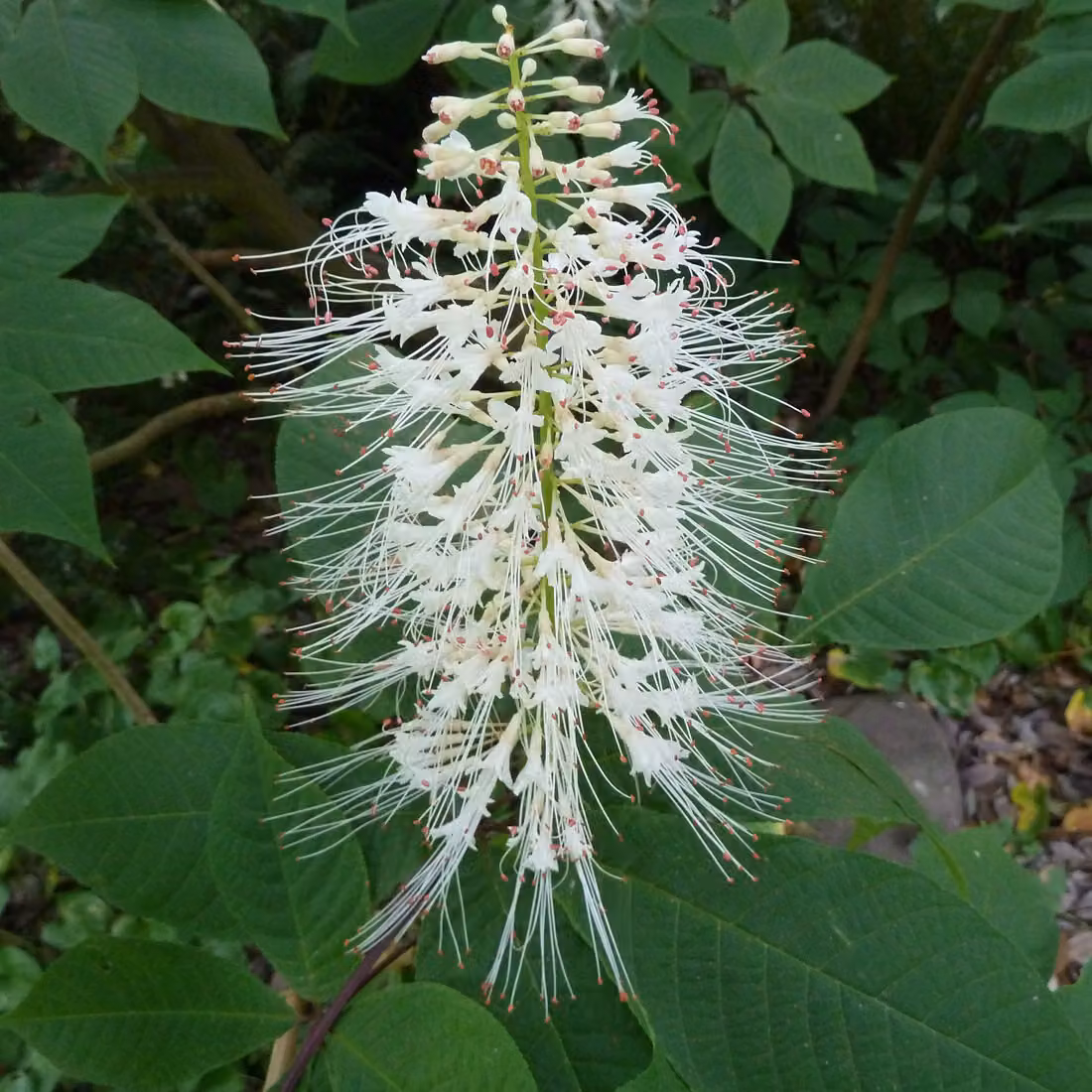 Castagno americano nano - Aesculus parviflora | 60-80 cm, in vaso