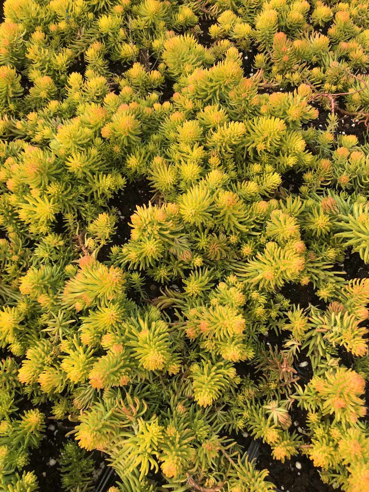 6 x Sedum reflexum 'Angelina' - Foglia grassa Angelina - Vaso 9 x 9 cm