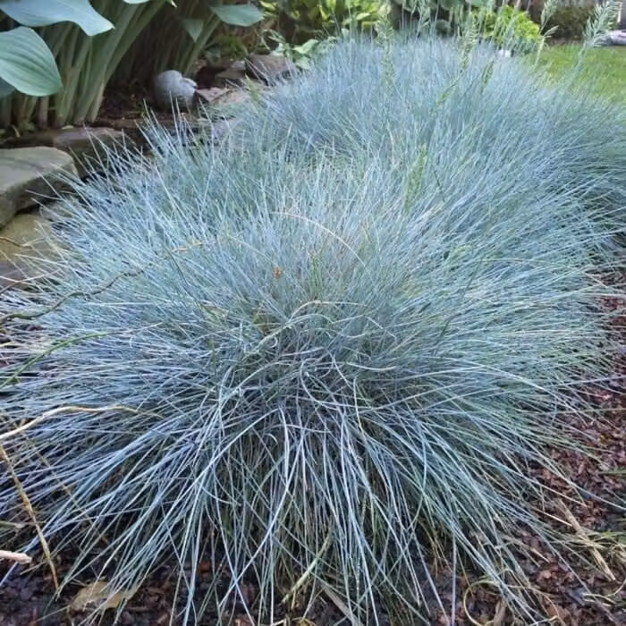 Festuca glauca Elijah Blue 1L