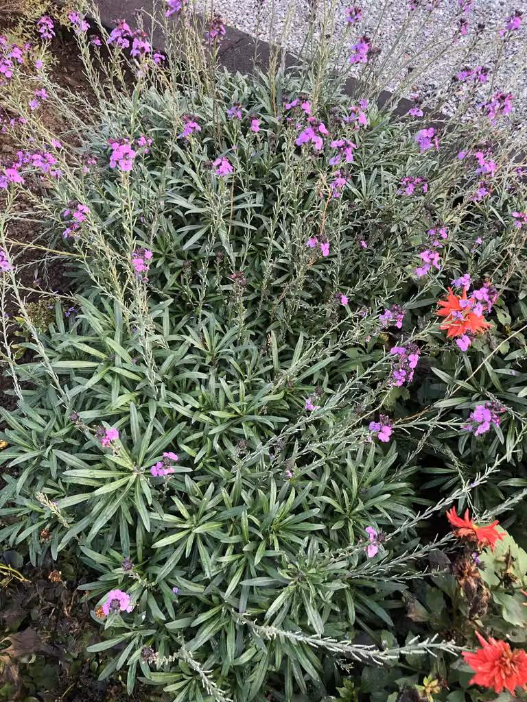 6 x Erysimum 'Bowles' Mauve' - Vernice oro - vaso 9x9 cm