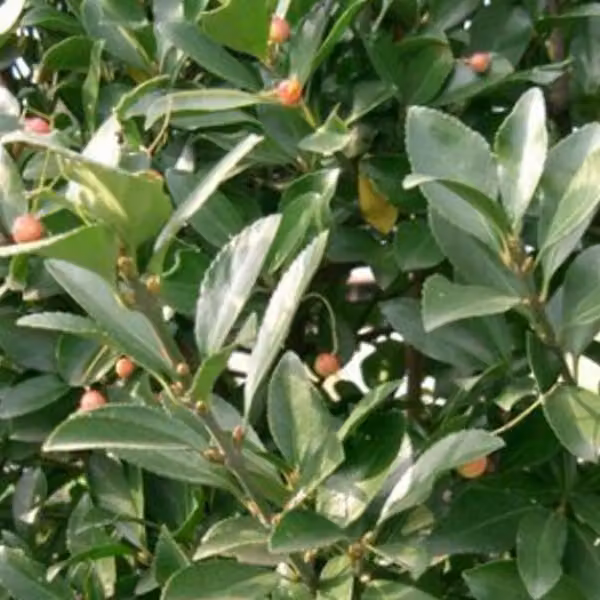 Euonymus japonicus (giapponese) | 60-80 cm in vaso