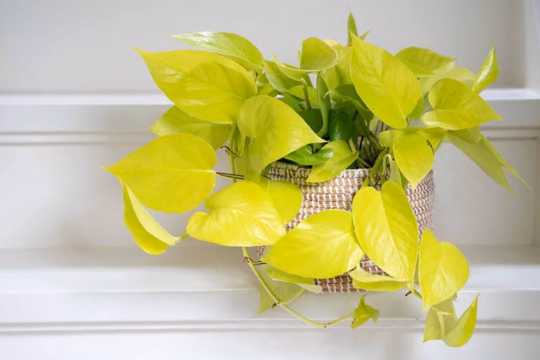 Epipremnum Golden Pothos 15-20 cm - Pothos luminoso - Pianta da appartamento - Pianta verde