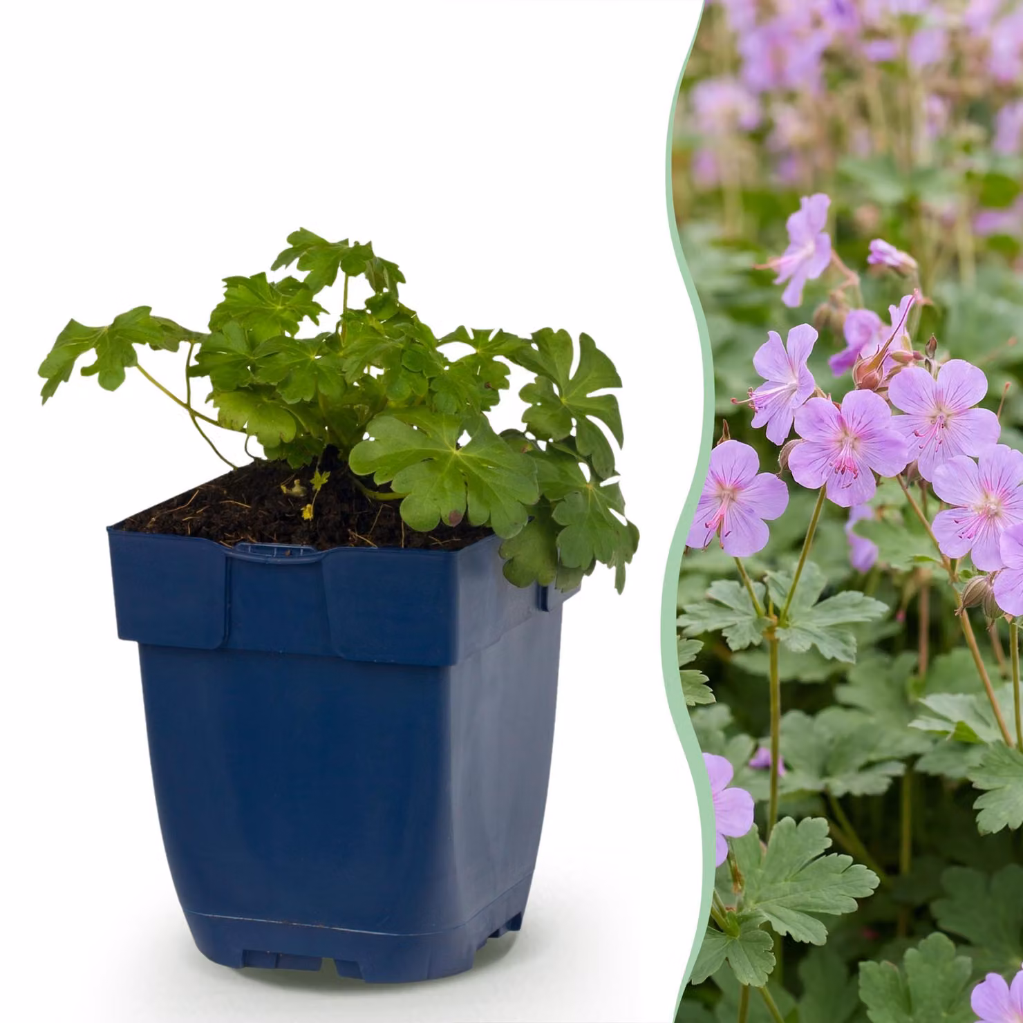 Geranium macr. Czakor - Becco di cicogna - Coprisuolo - Viola-rosa - 12 piante - 15-25cm - Ø11cm - Pianta da giardino