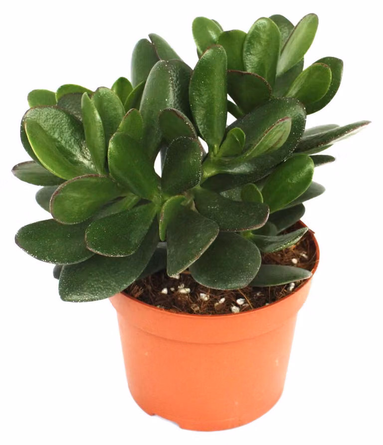Crassula portulacea - albero dei soldi - pianta grande in vaso da 12 cm