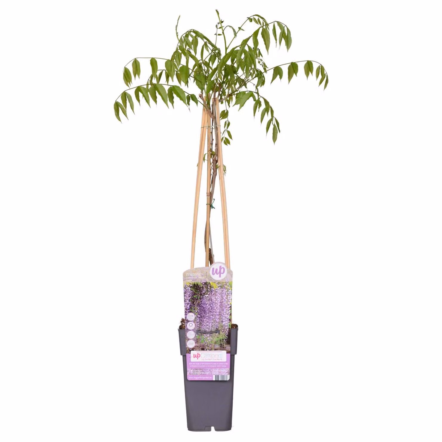 Glicine Floribunda 'Naga Noda' - ↨65Cm - Ø15