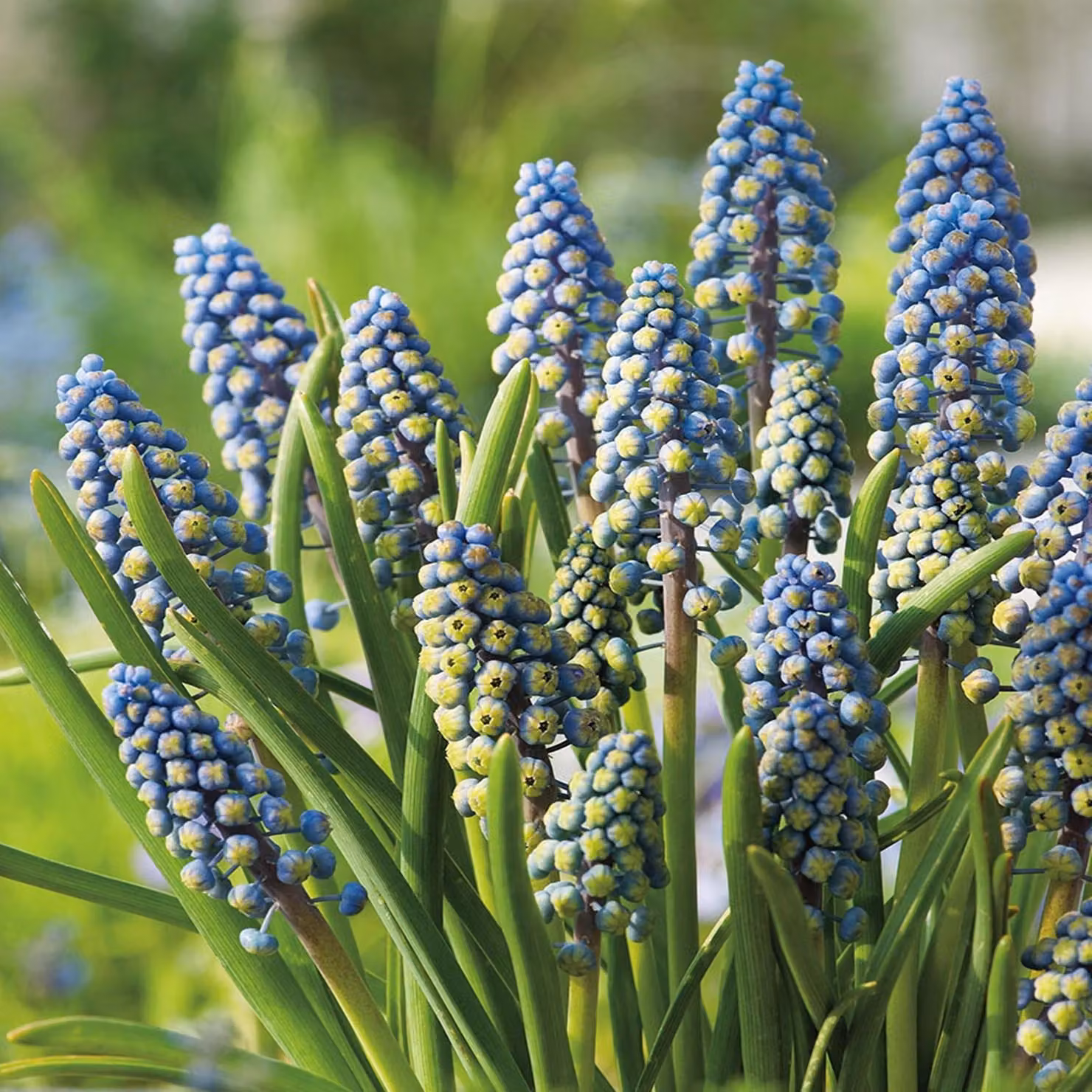 Bulbi di fiori di Muscari Bulbi di fiori di giacinto d'uva Saffier 10 pz.