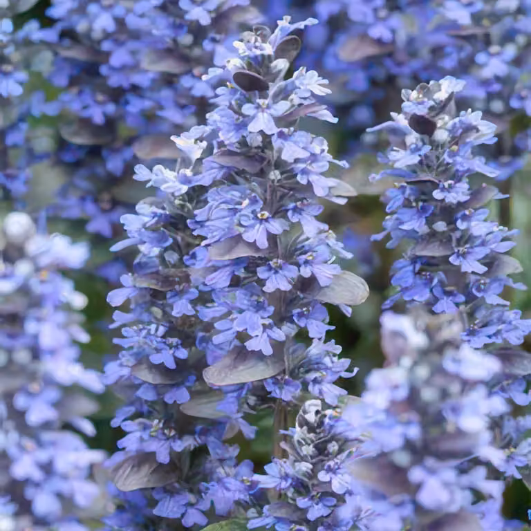 Ajuga strisciante Ajuga reptans 'Burgundy Glow' 10-25cm Ø9cm 6 piante decorative