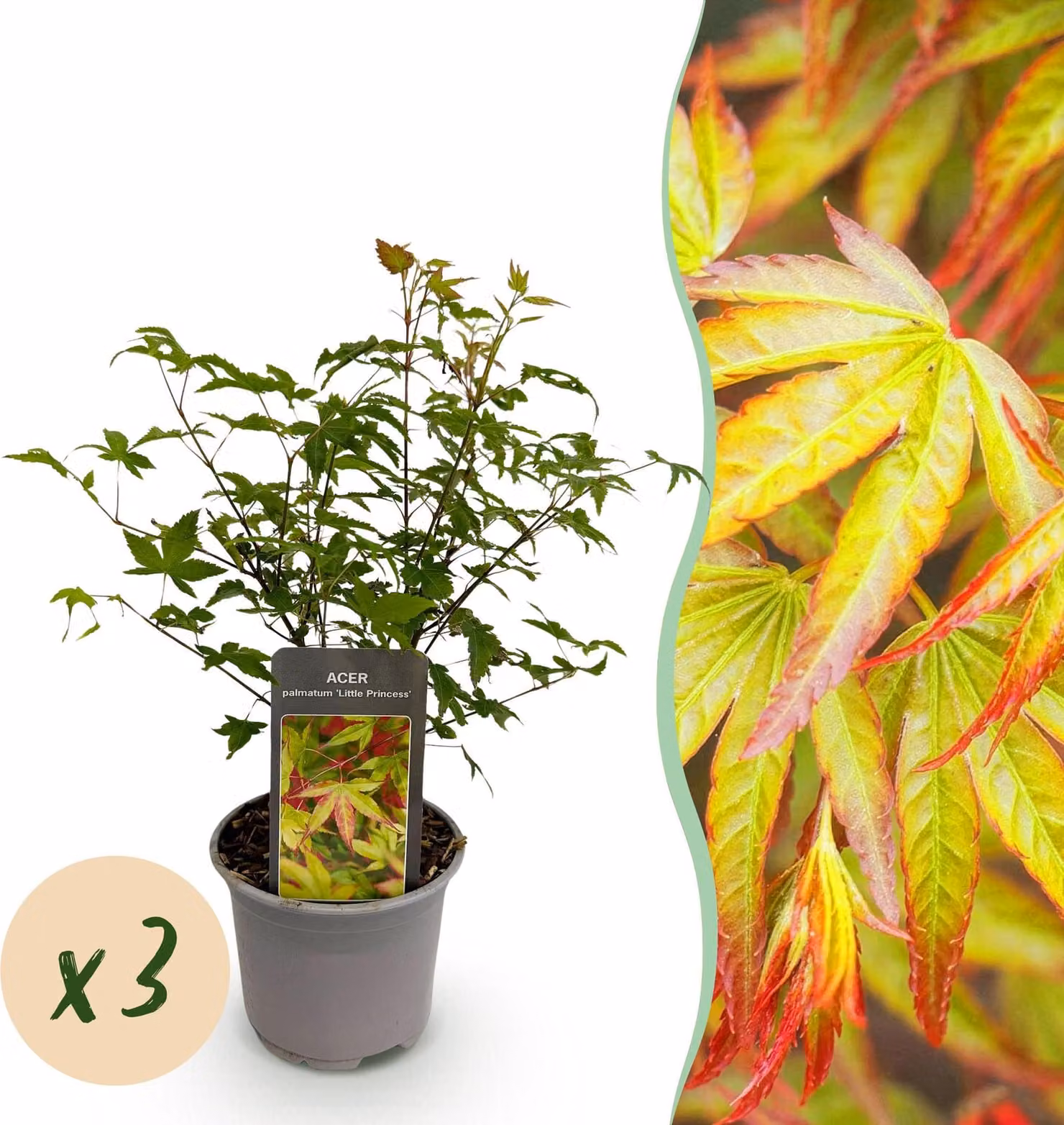 Acer palmatum Little Princess - Verde - 3 piante - Deciduo - Bassa manutenzione - 25-35cm - Ø12cm - Pianta da giardino