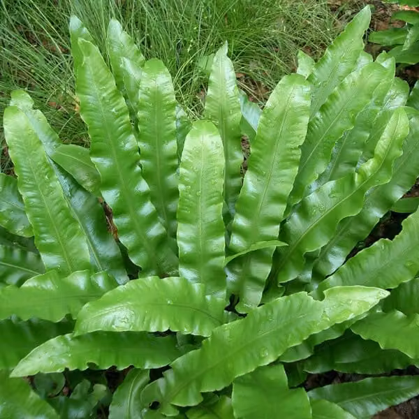 6 piante di felce scolopendria (Asplenium scolopendrium) | Vaso da 9x9 cm