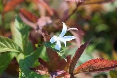 6 x Gillenia trifoliata - Spirea trifogliata - vaso 9 x 9 cm
