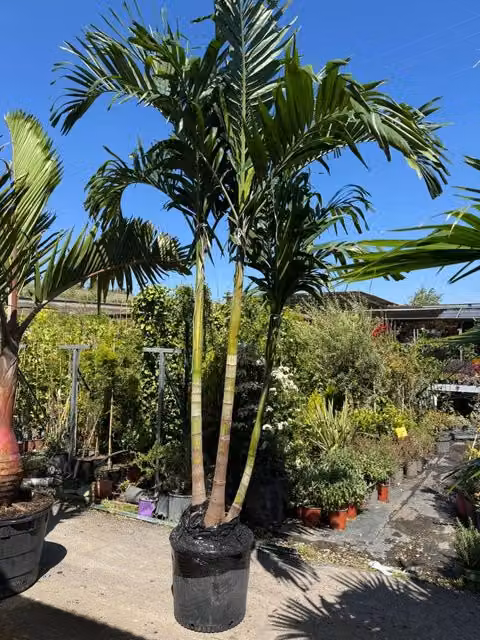 Palma Adonidia merrillii Touffe Vivaio Garden Forest, pianta ornamentale tropicale verde, Altezza: 3,5 m