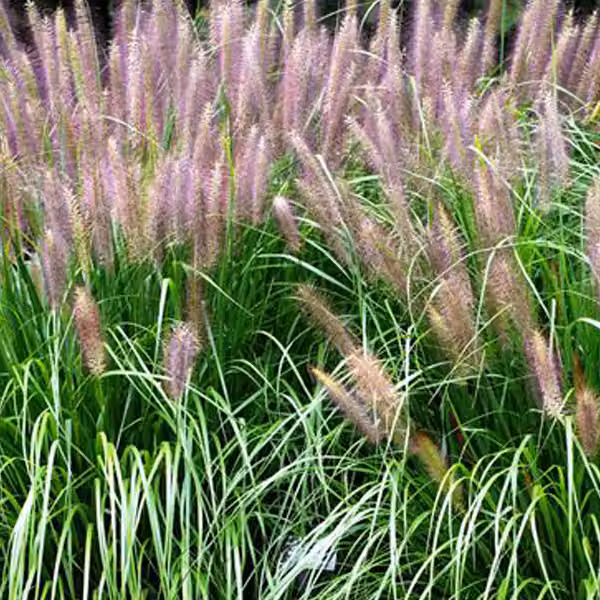 6 piante di *Pennisetum alopecuroides* 'Red Head', ideali per bordure o aiuole. Vaso da 9x9 cm