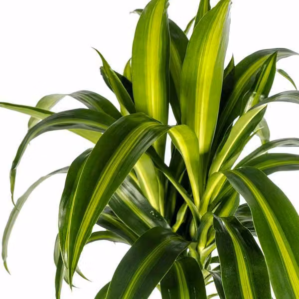 Dracaena Deremensis Hawaiian Sunshine - Dracaena - Ø24cm - Ø130-150cm - Pianta