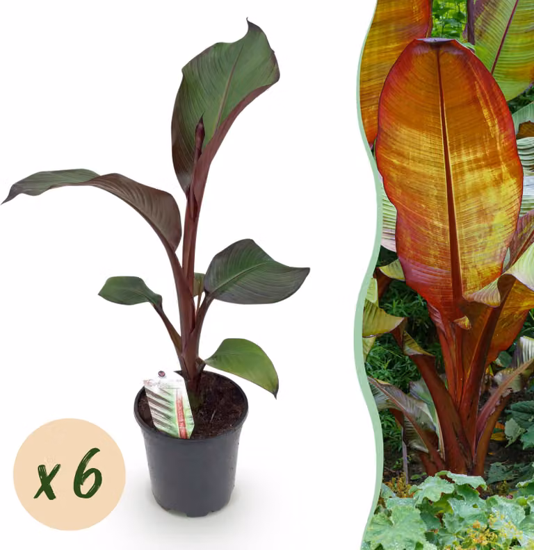 Pianta da frutto - Banano - Ensete ventricosum Maurelli - Difficile | 6 pezzi - 30-40cm - Ø17cm - Pianta da giardino