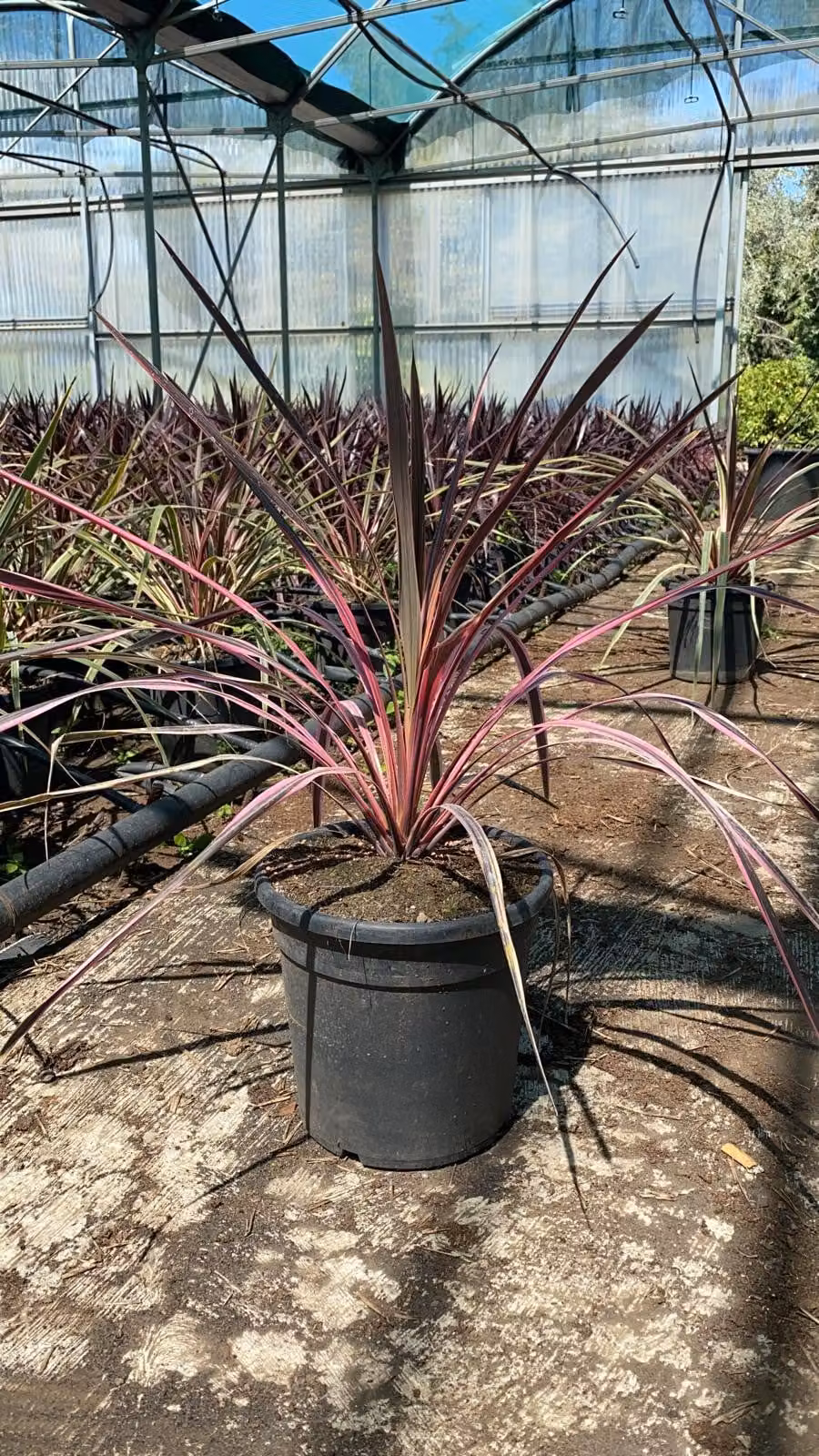 Cordyline australis Rosa Bicolore 70-80 cm - Pianta verde - Giglio di club