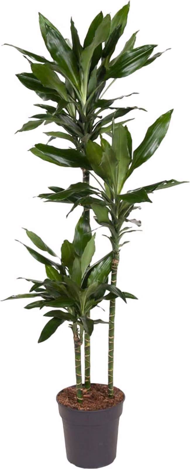 Dracaena Janet Lind - 160 Cm - Ø24