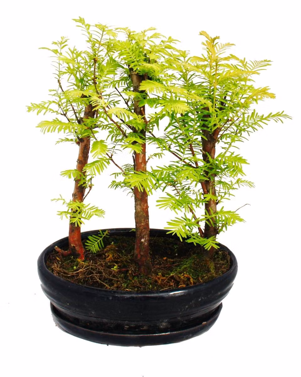 Bonsai da esterno - Metasequoia glyptostroboides - piccola foresta con 3 piante