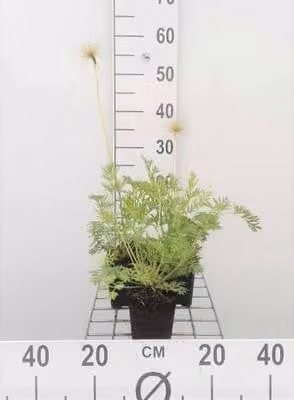 6 x Pulsatilla vulg. 'Alba' - pastinaca di mucca - vaso 9 x 9 cm