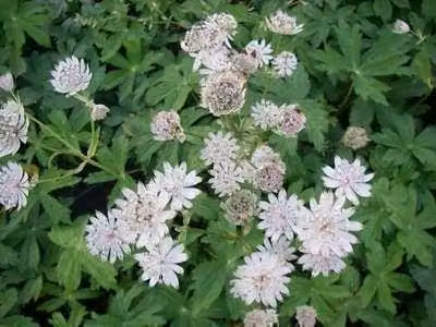 6 x Astrantia major 'Alba' - Agrifoglio stellato - vaso 9 x 9 cm