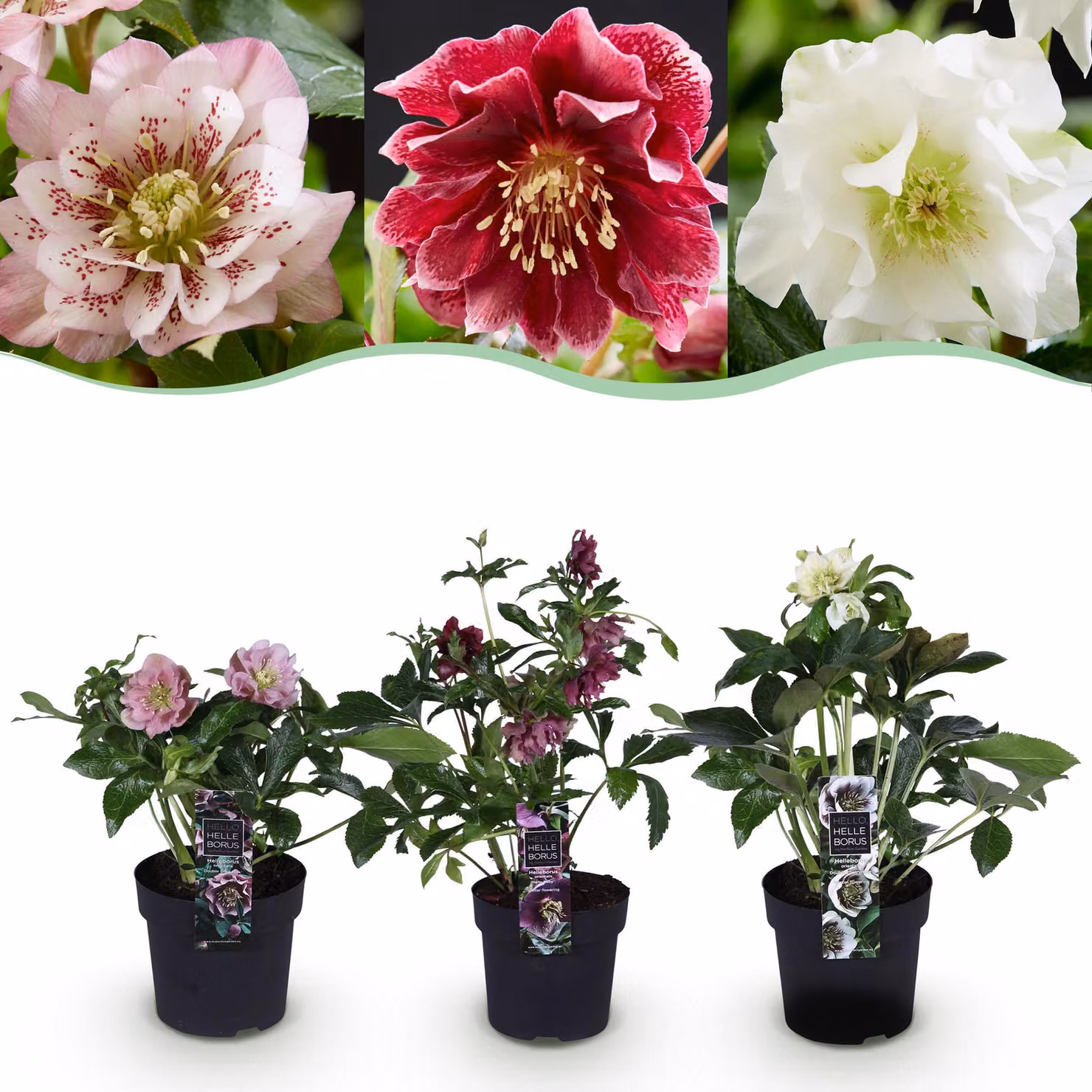 Helleborus orientalis Doppio Tricolore - Rosa - Rosso - Bianco Fiore -3 Piante - Sempreverde - 25-35cm - Ø14cm - Pianta da giardino
