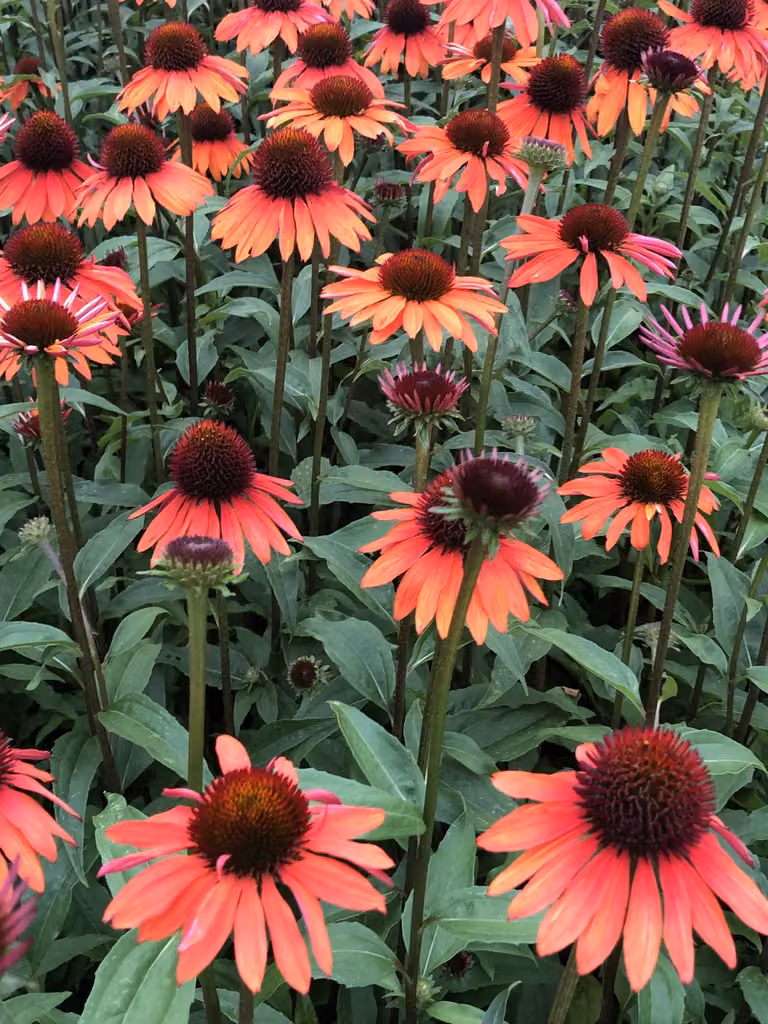 6 x Echinacea purp. 'Hot Summer' - Sonnenhut - Topf 9x9 cm