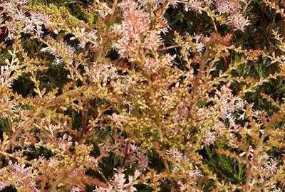 6 x Astilbe (s) 'Sprite' - Prachtspiere - Topf 9 x 9 cm