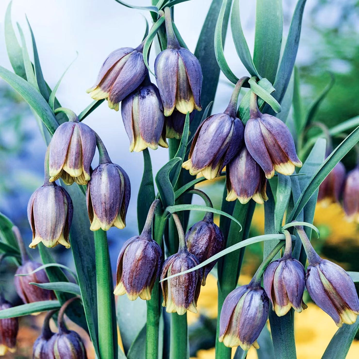 Bulbi da fiore Fiori Fiore a scacchi Fritillaria Uva-Vulpis 5 pz.