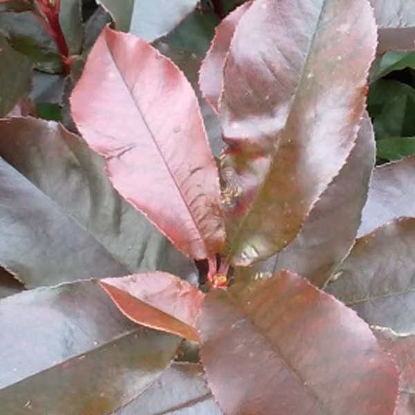 2 piante di Photinia fraseri 'Camilvy' (mirtillo lucido), altezza 40-60 cm, in vaso
