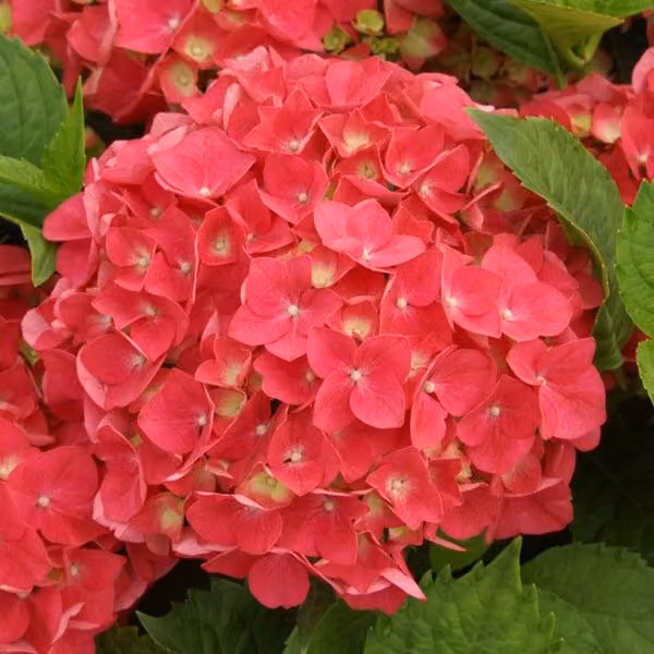 2 ortensie - *Hydrangea macrophylla* 'Leuchtfeuer' | 25-30 cm in vaso